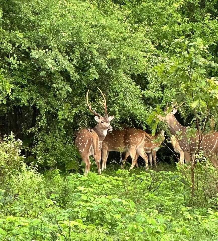 Udawalawe Wildlife & Nature Protection Bungalow Экстерьер фото